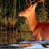 Cerf